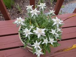 Dacă intenţionaţi să utilizaţi o imagine să găsiţi aici pentru uz comercial, vă rugăm să fiţi conştienţi de faptul că nici un model release a fost obţinută şi imagini featuring a produselor sau a proprietăţii ar trebui. Floare De Colt In Ghiveci