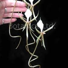 Image result for Angraecum cultriforme