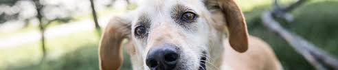 Maybe you would like to learn more about one of these? Lost Found A Pet Austintexas Gov