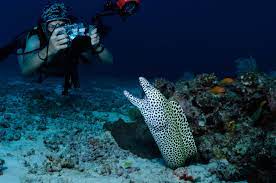 How To Become An Underwater Photographer | Photobox
