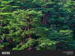 Maybe you would like to learn more about one of these? North Korean Scenery Image Photo Free Trial Bigstock