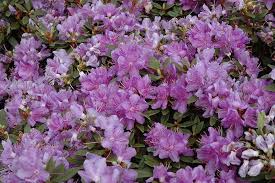 Click To View Full Size Photo Of Purple Gem Rhododendron Rhododendron Purple Gem At Sargent S Gardens Plants Flowering Bushes Garden