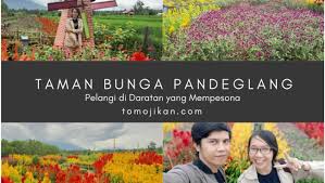 Taman bunga kampung jambu kecamatan kadu hejo kabupaten pandeglang. Taman Bunga Pandeglang Pelangi Di Daratan Yang Mempesona