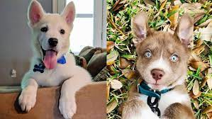 Husky Lab Mix Temperament And Puppy Stages Lab Husky Mix Facts