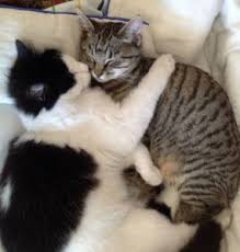 Maybe you would like to learn more about one of these? Integrating Your New Cat With Your Resident Cat Dog Cat Rescue Christchurch Charitable Trust