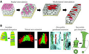 The investigated categories of body movements. Shaping The Vertebrate Body Plan By Polarized Embryonic Cell Movements Science