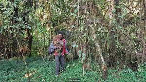 The Last Beekeepers Of Ethiopia S Harenna Forest Bee Keeping Ethiopia Raising Bees