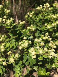 Image result for Phylica emirnensis