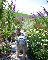 flower power 花の名前を全然知らないのだけど とっても綺麗でした ひみちゅの花園って感じ 秋のお花 女子力の低さよ 新横浜公園 今日のお散歩 ヨークシャーテリア メルの日々 わんこのいる生活 犬好き部 犬バカ部 dogs animals