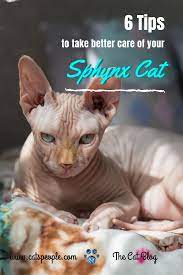 6 Sphynx Cat Care Tips Cat Diseases Cat Care Sphynx Cat
