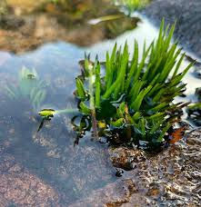 Image result for Isoetaceae