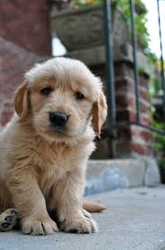 Dear World You Re Pretty Ahhhhhh Can I Have Him Cute Dogs Puppies Retriever Puppy