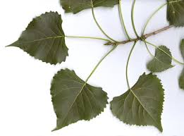 Image result for Populus deltoides