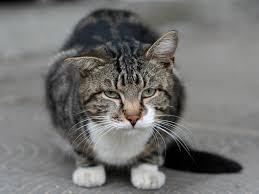 Their personality may be down to the particular breed that the cat belongs to. Tabby Cat Personality And Behavior Loyfly