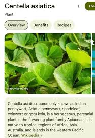 Image result for Centella asiatica