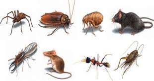 Dealing with pests is something everyone has to do. Is It Worth It To Have To Hire A Professional Pest Service For My House Or I Can Do It Myself As Well Quora