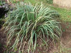 Image result for Cymbopogon pospischilii