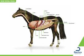 Downloads Anatomy Charts Dechra Veterinary Products