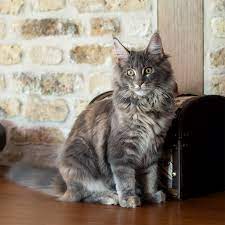 Red silver (cameo) mackerel tabby and white: Pin On Maine Coon Luna
