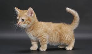 All of our cats and kittens live in our home and are also our pets. Munchkin Cats For Sale Denver Co 263314 Petzlover
