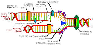 Diagrams Dna Replication Diagram Dna Helicase Dna Polymerase Dna Replication