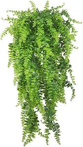 La columnea crassifolia è una pianta erbacea perenne che appartiene ad un genere composto da circa 150 varietà. Qualunque Freddo Omesso Rampicanti Da Appartamento Amazon Agingtheafricanlion Org
