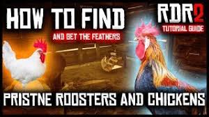 Maybe you would like to learn more about one of these? How To Find Pristine Roosters And Chickens In Red Dead Redemption 2 Guide Tutorial Youtube