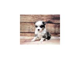 The australian shepherd mix can come in a variety of coats and colors. Miniature Australian Shepherd Dog Male Blue Merle White And Tan 2932946 Petland Dunwoody Puppies For Sale