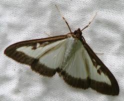 Les buis et les haies doivent être inspectés régulièrement de mars à septembre à la recherche des petites chenilles de la pyrale du buis. La Pyrale Du Buis Description Prevention Traitement