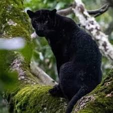 The panther (also commonly known as the black panther) is a large member of the big cat family, native to asia, africa and the americas. Black Panther Spotted In Karnataka S Nagarhole Tiger Reserve On Monday The Weather Channel Articles From The Weather Channel Weather Com