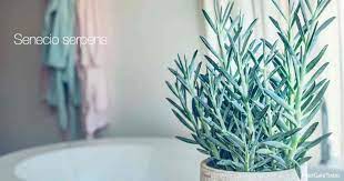 Maybe you would like to learn more about one of these? Senecio Serpens Plant Care How To Grow Mini Bluechalk Stick Plant
