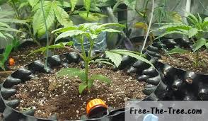 Then you should give a try to the diy drip irrigation system. Drip Watering System For Weed Make Your Irrigation System For Cheap