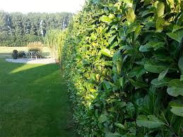 Wann ist der richtige zeitpunkt, um kirschlorbeer zu setzen? Kirschlorbeer Jetzt Pflanzen 9 Tipps Mit Details Zur Pflanzung