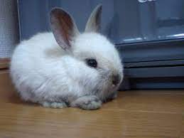 Dwarf rabbit - Wikipedia