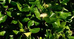 Image result for Burttia