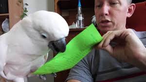 Meet Max, a parrot with a very good daddy