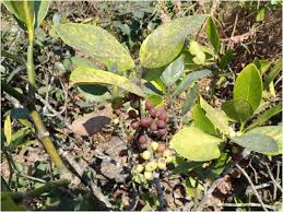 Image result for Kotschya africana