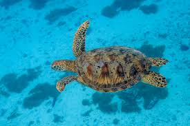 Image result for turtle