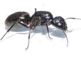 Out and about in their exterior habitats, carpenter ants are also predators and will feed on other insects. What Do Carpenter Ants Look Like Truly Nolen Canada
