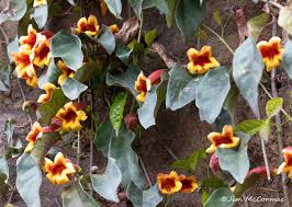 Image result for Erythrocephalum albiflorum