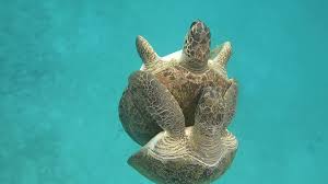 Started with the aim of conserving malaysian sea turtles, this place will give you a chance volunteer. Chagar Hutang Turtle Sanctuary Redang Island 2020 Slot M Seatru Volunteer Program Youtube