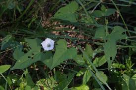 Image result for Ipomoea chloroneura