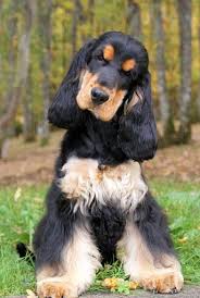 Black And Tan Show Cocker Spaniel Puppy Jozelah Lk At Me 1 Cocker Spaniel Cocker Spaniel Grooming Show Cocker Spaniel