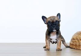 Black And White Frenchie Puppy This Adorable Wigglebutz Is Hope She Is A Black Masked Fawn Sable Female Out Of Vibe X Lux French Bulldog Puppies White French Bulldog Puppies Every Dog Breed