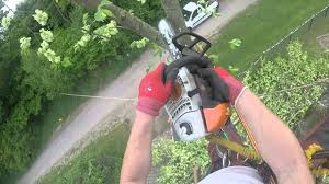 Bis zu 3 kostenlose angebote. 2021 Baum Fallen Kosten Kostenbeispiel Preisliste