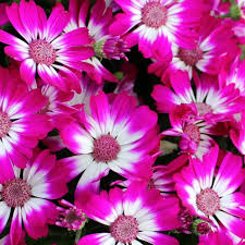 Image result for Cineraria