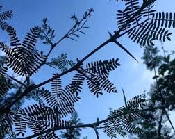 Image result for Acacia burkei
