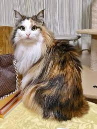 Are long haired calico cats rare? Long Hair Gray Calico Cat Novocom Top
