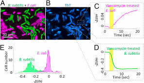 We did not find results for: Electrically Induced Bacterial Membrane Potential Dynamics Correspond To Cellular Proliferation Capacity Pnas