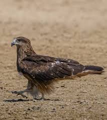 Birds Of Prey Animals List Birds In Mongolia Mongolian Bird List A Z Mongolia Bird Guide In 2020 Bird Guides Bird Bird Species